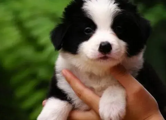 边境牧羊犬|六个月边境牧羊犬一顿喂多少粒狗粮合适