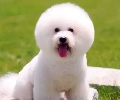 比熊犬|为什么比熊犬会抬腿尿尿 比熊犬抬腿尿尿的原因