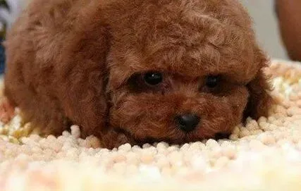 泰迪犬|储藏泰迪犬干狗粮不变潮的新方法