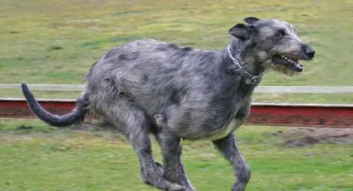 爱尔兰猎狼犬的性格 聪明稳重让人放心 | 爱尔兰猎狼犬