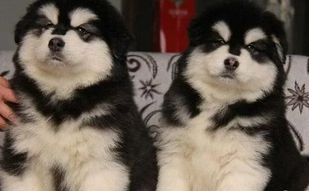 阿拉斯加犬|科学掌握阿拉斯加雪橇犬的饮食方法