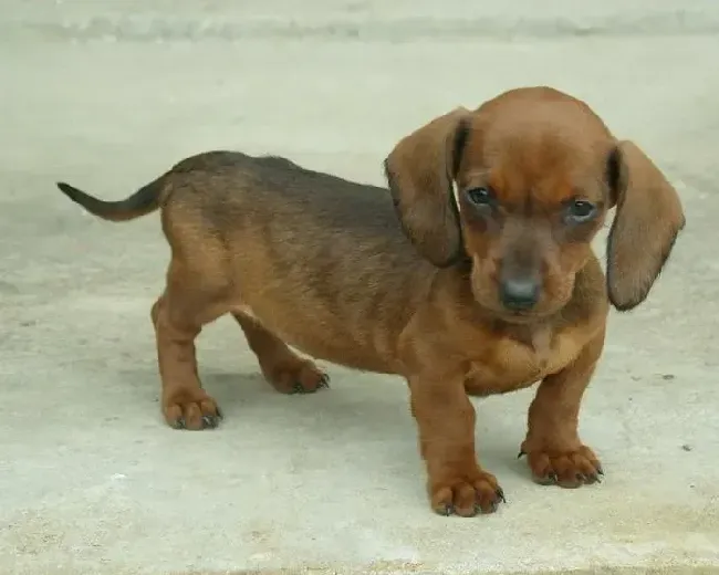 腊肠犬|腊肠犬不可以吃的食物你必须要知道