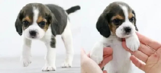 比格犬|深度了解比格犬丰富的内心世界