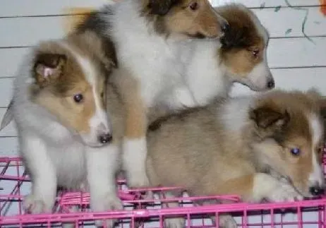 苏格兰牧羊犬|苏格兰牧羊犬最近总咳嗽，而且干呕应如何诊治