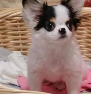 蝴蝶犬|选择要慎重 哪些食物对蝴蝶犬的健康不利