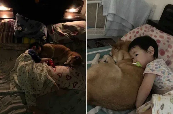 世界上最温馨的画面 阿柴塞2孩中间睡觉 | 狗