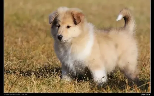 苏格兰牧羊犬|苏格兰牧羊犬下巴掉毛，皮肤发红是什么原因
