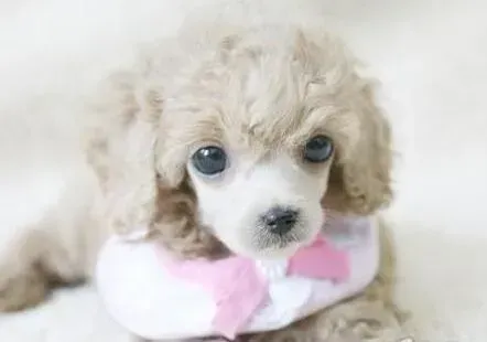 贵宾犬|贵宾犬自行换胎毛好 还是人工剃毛好