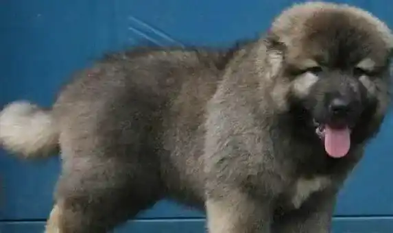 高加索犬|高加索犬吃东西被呛到总咳嗽怎么办