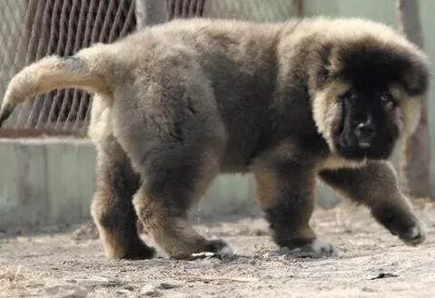 高加索犬|对高加索犬进行返回和停住训练时有什么需要注意的