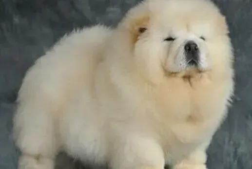 松狮犬|松狮犬爪子不明原因的红肿怎么办