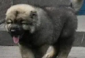 高加索犬|2个月大的高加索犬1天该喂多少狗粮