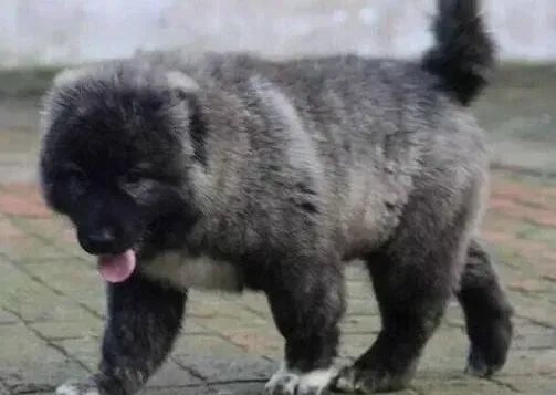 高加索犬|为什么七分饱对高加索犬来说最健康