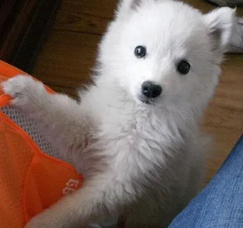 银狐犬|我家银狐犬呕吐拉稀，高烧是怎么了