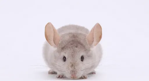 龙猫主粮的主要成分 食物要以高纤维质为主 | 龙猫