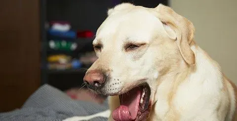 狗狗一直咳嗽怎么办 咳嗽时可能产生的疾病 | 咳嗽