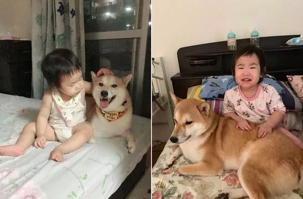 世界上最温馨的画面 阿柴塞2孩中间睡觉 | 狗