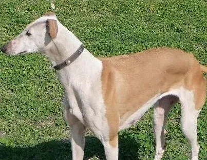 灵缇犬不听话乱跑怎么改正 随从训练 | 灵缇