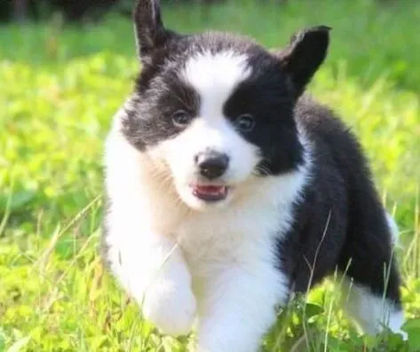 边境牧羊犬|训练边境牧羊犬时所需要哪些重要的口令