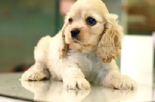 可卡犬|日常生活中如何科学饲养可卡犬