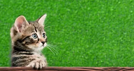 猫患了出血热怎么办 病毒引起的急性传染病 | 出血热