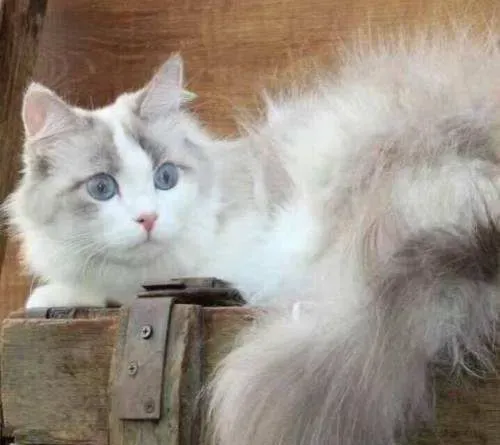 布偶猫几个月换牙 布偶猫换牙要注意这些事项 | 布偶猫