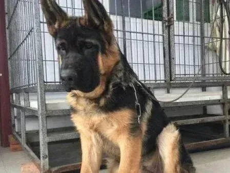德国牧羊犬|德国牧羊犬初次游泳的一些心理准备