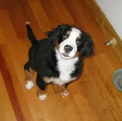 伯恩山犬|伯恩山犬最近老咳嗽是怎么了