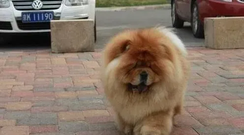 松狮犬|给松狮犬洗脸的重点部位是耳鼻和眼睛