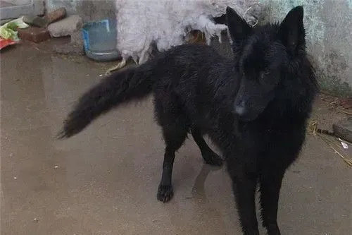 比利时牧羊犬耳朵多大竖起来 一般八个月左右立耳 | 比利时牧羊犬