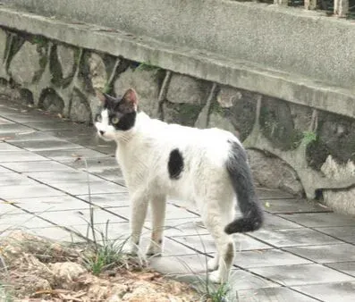 缓解猫发情 家长应该更好的去安抚 | 猫