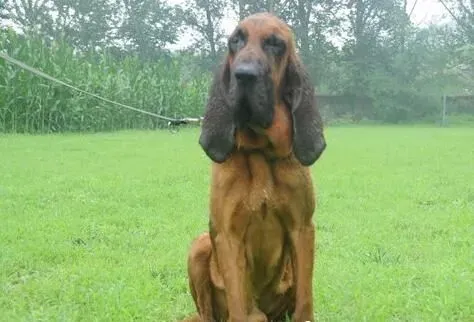 寻血猎犬能捉什么动物 用嗅觉来追踪猎物 | 寻血猎犬