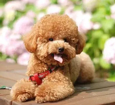 泰迪犬|科学育狗百科 合理饲养泰迪犬的五个方法