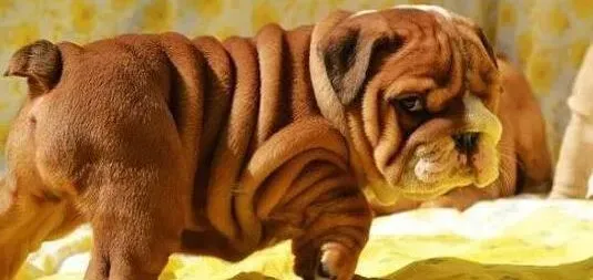 英国斗牛犬|狗狗成长必修课 两个要点培养斗牛犬文明礼貌好习惯