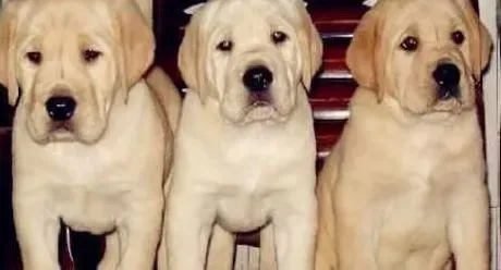 拉布拉多|细心喂养 喂养拉布拉多犬幼犬要注意的事情