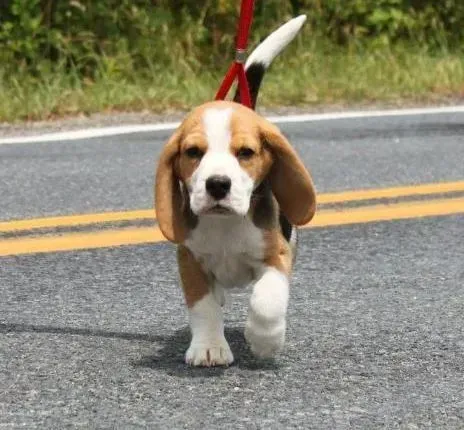 比格犬|比格犬犬瘟恢复期呕吐不吃东西，是不是犬瘟复发了