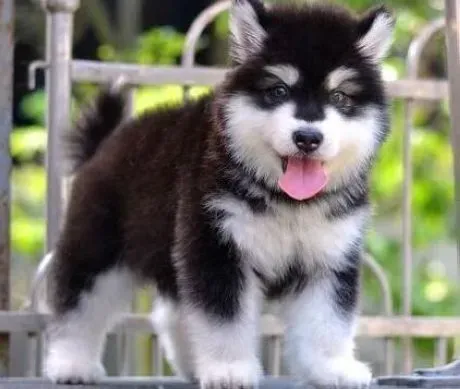 阿拉斯加犬|致使阿拉斯加犬顽固性腹泻的几大罪魁祸首