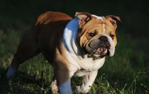 英国斗牛犬的智商 英国斗牛犬的智商排名为77 | 英国斗牛犬