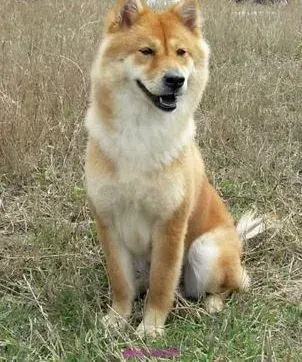 秋田犬|选对了才简单 护理秋田犬时要选择哪些工具