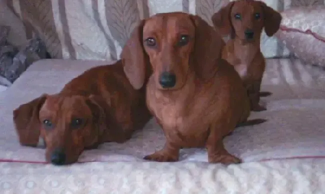 腊肠犬|腊肠犬可以吃鸡肝吗