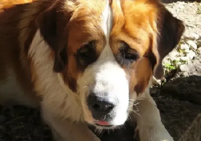 圣伯纳犬|圣伯纳幼犬多大可以离开母狗呢
