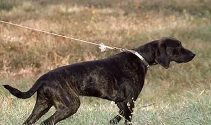 普罗特猎犬怎么训练 注意训练技巧 | 普罗特猎犬