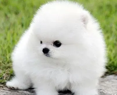 博美犬|博美犬口吐咖啡色液体，这是为什么