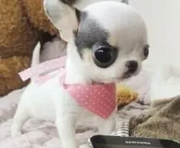 吉娃娃|饲养吉娃娃最实用的三点建议