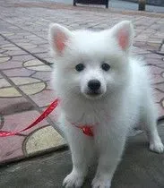 银狐犬|如何观察银狐犬是否健康