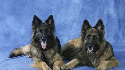 德国牧羊犬喂养方法 喂饲时间最好放在傍晚 | 德国牧羊犬