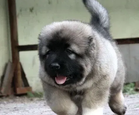 高加索犬|优秀的高加索犬是这样训练出来的