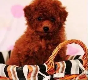 泰迪犬|刚买回来的泰迪犬突然咳嗽的很厉害 求治疗