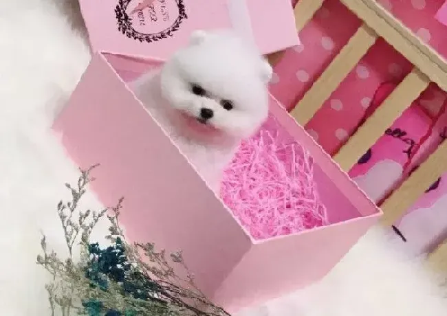 博美犬|掌握正确的洗澡方法 博美犬瞬间变成干净乖宝宝