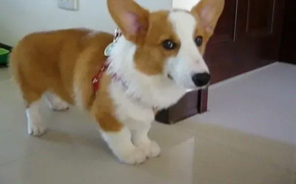 柯基犬|柯基犬最近眼睛总流泪是怎么了